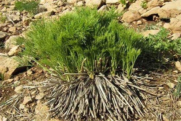 گیاهان مقاوم به شوری در اراضی بیابانی استان سمنان کشت می گردد