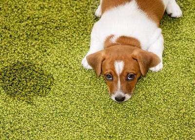 از بین بردن بوی ادرار و لکه ادرار سگ به روش های آسان و کاربردی