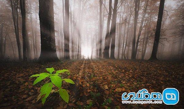 در جنگل راش پای خورشید به زمین نمی رسد