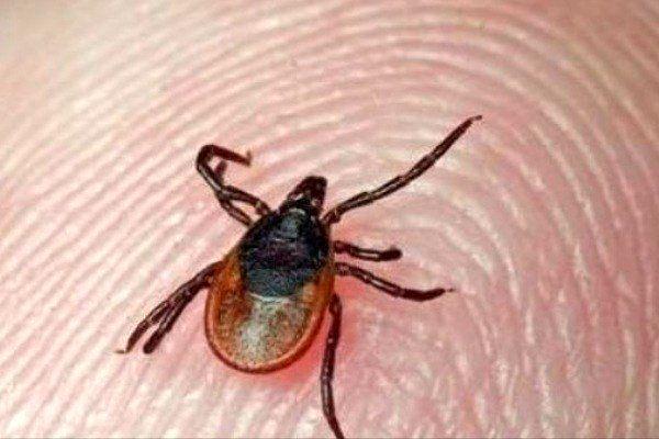 3 نفر به تب کریمه کنگو مبتلا شدند