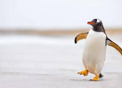 کوشش یک پنگوئن برای رسیدن به خانواده اش