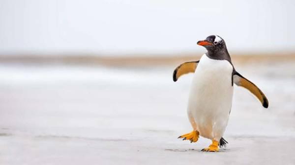 کوشش یک پنگوئن برای رسیدن به خانواده اش